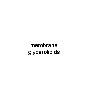 membrane glycerolipids